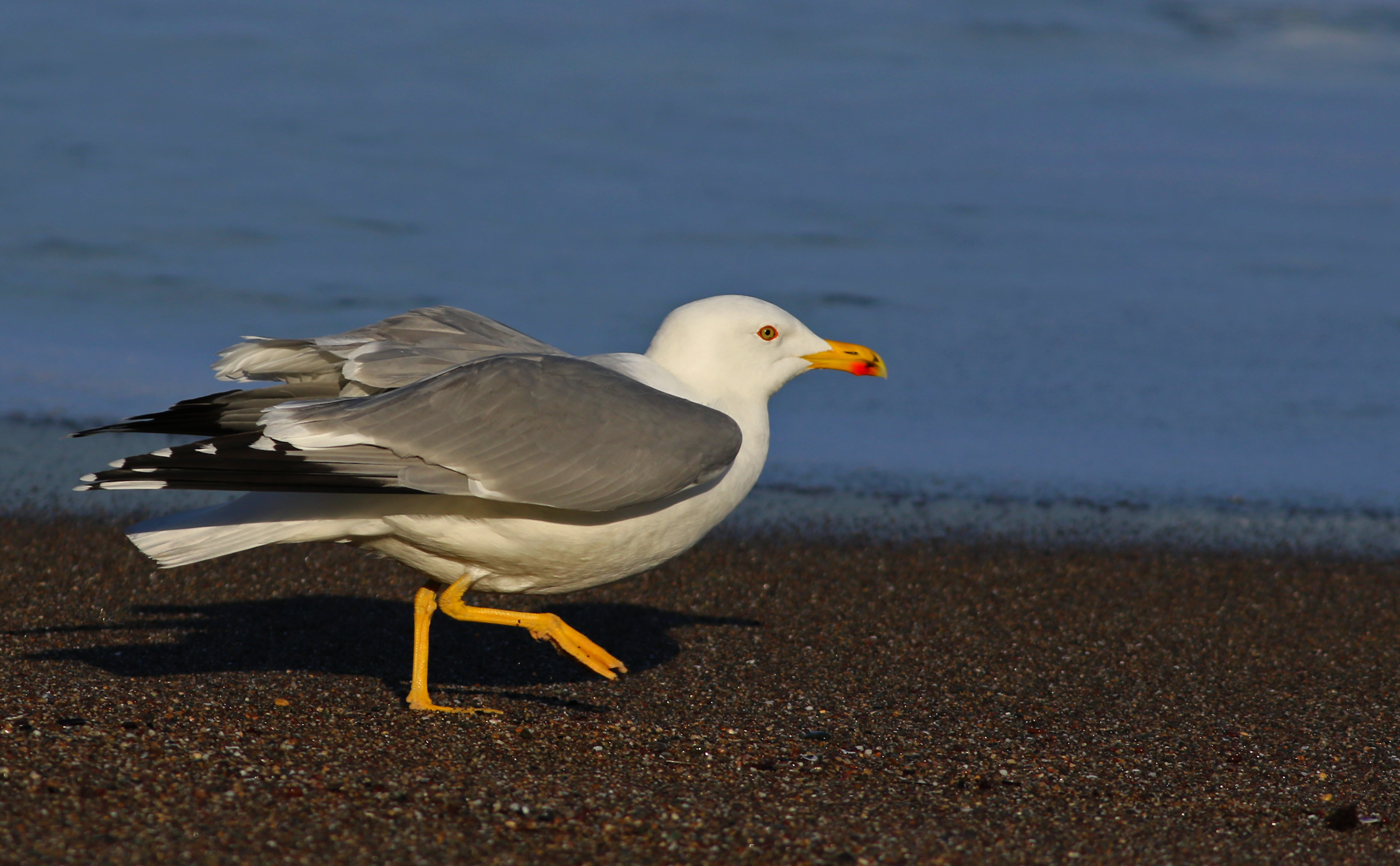Yellow-legged Gull